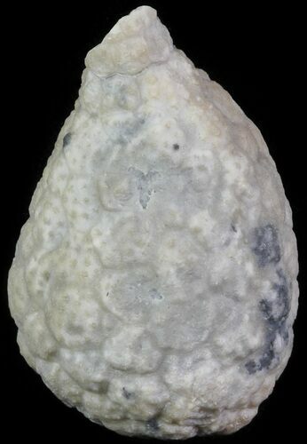 Cystoid (Holocystites) Fossil - Indiana #61989